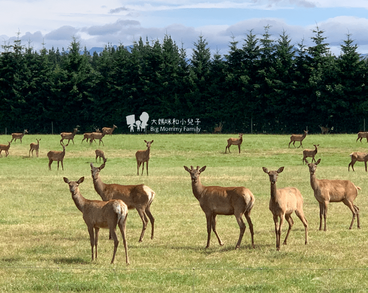 [紐西蘭南島] 螢光蟲與南秧雞及蒂阿瑙超讚住宿