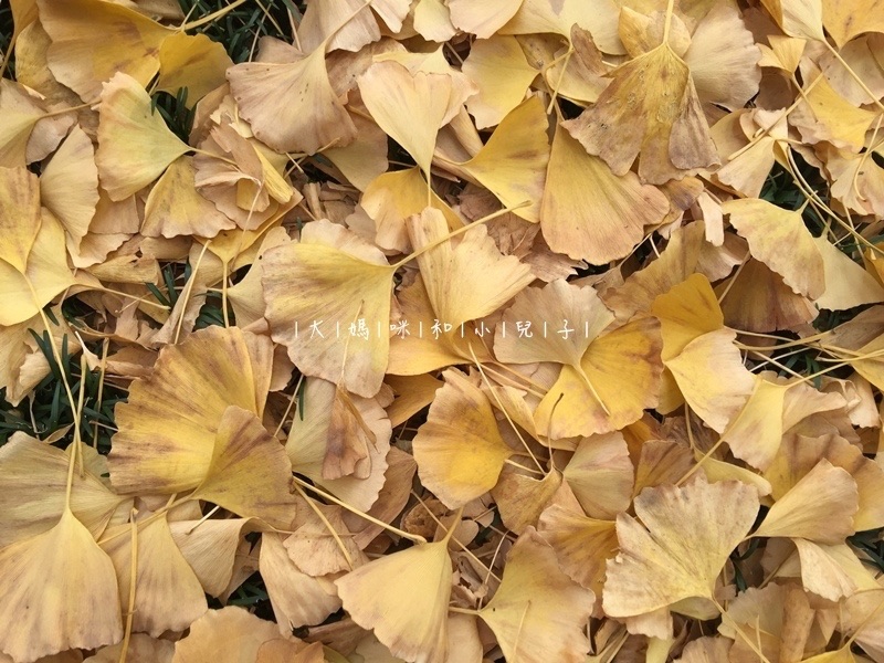 [日本東京] 東京秋季賞楓看銀杏 |&nbsp;快閃行程全攻略